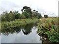 SK6582 : Unusual pine trees, along the Chesterfield Canal by Christine Johnstone