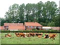 SK6480 : Dairy cows grazing near Mill Farm by Christine Johnstone