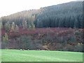 NS7913 : Forested slopes of Knockenhair by Oliver Dixon