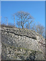 SD4875 : The Fossil Wall at Trowbarrow Quarry by Karl and Ali