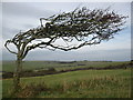 TV5895 : Windswept hawthorn at Beachy Head by don cload