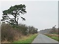 SE9892 : Pine tree alongside Swang Road by Christine Johnstone