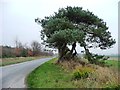 SE9892 : Pine tree with a broken branch by Christine Johnstone