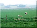 TA0580 : Sheep grazing on the Carrs by Christine Johnstone