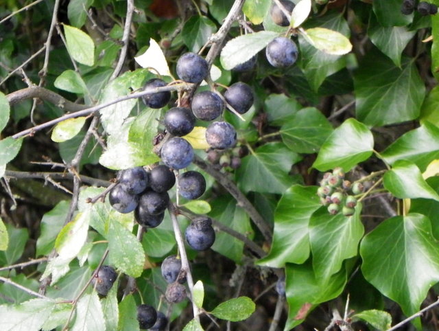 Ivy berries, Broad Chalke