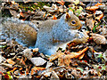 SD7406 : Sciurus carolinensis at Moses Gate Country Park by David Dixon