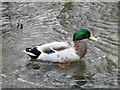 SU1232 : Mallard on the Avon by Maigheach-gheal