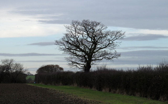 Hedgerow with tree on field boundary