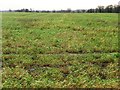 SE4832 : Winter cereals on the edge of Sherburn in Elmet by Christine Johnstone