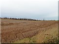 SE4733 : Stubble field north-west of the B1222 by Christine Johnstone