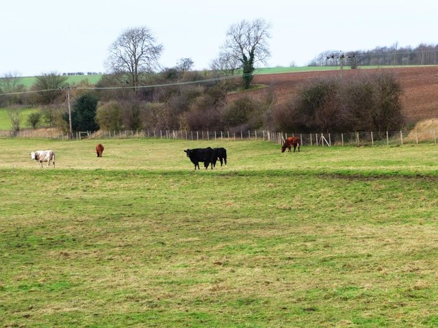 Pasture alongside Newthorpe Beck