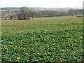 TL0698 : Farmland east of Wansford Road by Christine Johnstone