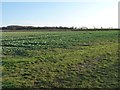 TL0396 : Grass at the edge, vegetables in the middle by Christine Johnstone