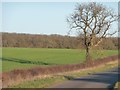 TL0396 : Roadside tree and its shadow by Christine Johnstone