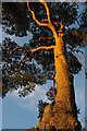 TQ3331 : Wakehurst Place: Scots Pine, winter light by Christopher Hilton