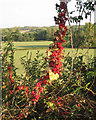 SP1664 : Berries of Black Bryony by Robin Stott