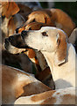 NT5930 : Foxhounds at the Buccleuch Hunt meet at St Boswells by Walter Baxter