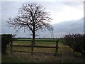 TF0116 : Tree and powerlines by Ian Paterson