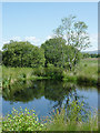 SN6862 : Pool and trees on Cors Caron in July, Ceredigion by Roger  D Kidd