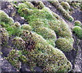 NZ2975 : Moss Close-up by Christine Westerback