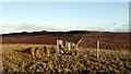 NY9609 : Fence corner at Bow Hills by Trevor Littlewood