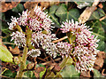 J4080 : Butterbur flowers, Holywood by Albert Bridge