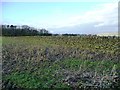 SE0243 : Dry stone wall and stubble, west of Redcar Lane by Christine Johnstone