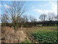 SE4708 : Hooton Pagnell Common is now a crop field by Christine Johnstone