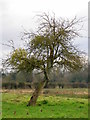 SU0212 : Old apple tree, Frenchs Farm by Maigheach-gheal