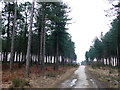 SY9189 : Forestry Track in Wareham Forest. by Nigel Mykura