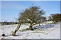 SE4199 : Windswept Bush, East Harlsey by Paul Buckingham