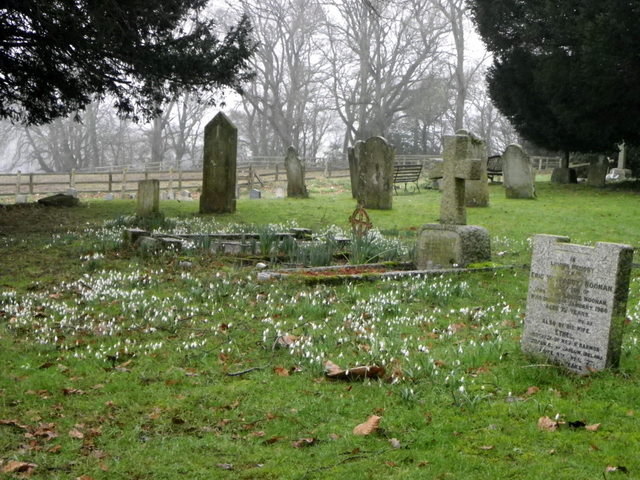 Snowdrops in the churchyard, Whitsbury