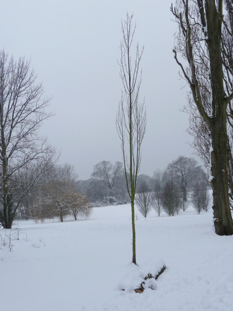 Poplar Tree, Oakwood Park, London N14