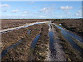 SU2001 : Holmsley Ridge, New Forest by Tim Heaton