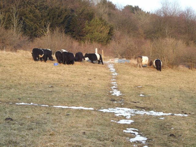 Grazing on Albury Downs