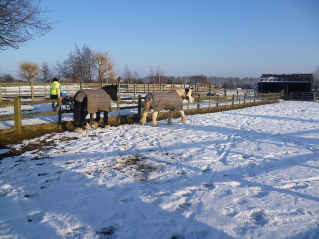 Horses in the snow at Wood Green Animal Shelter