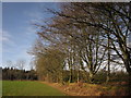 ST0907 : Trees alongside the camp site, Forest Glade by Derek Harper