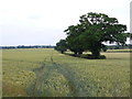 SP3067 : Wheatfield on Sandy Lane by Nigel Mykura