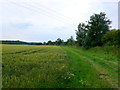 SP2960 : Hedgerow off Hareway Lane by Nigel Mykura