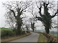 SE7563 : Ivy-covered trees along High Lane by Christine Johnstone