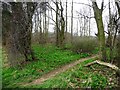 SE4330 : Unmapped path across Sheepcote Wood by Christine Johnstone