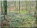 SE4530 : Greening woodland floor in early Spring by Christine Johnstone