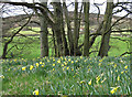 SE6795 : Farndale's wild daffodils by Pauline E