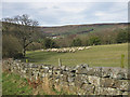 SE6797 : Sheep in Farndale by Pauline E