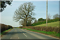 TQ8032 : Tree by New Pond Road by Robin Webster