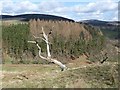 NO3758 : Dead tree above the valley of the Pearsie Burn by Oliver Dixon