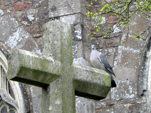 Churchyard Cross, Bradninch