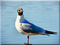 SD6301 : Black-headed Gull (Chroicocephalus ridibundus) by David Dixon