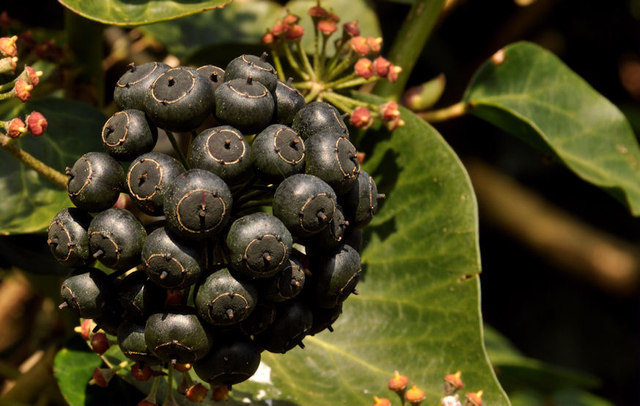 Ivy berries, Kiltonga, Newtownards