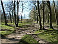 SK1985 : Footpath through Winhill Plantation by Andrew Hill